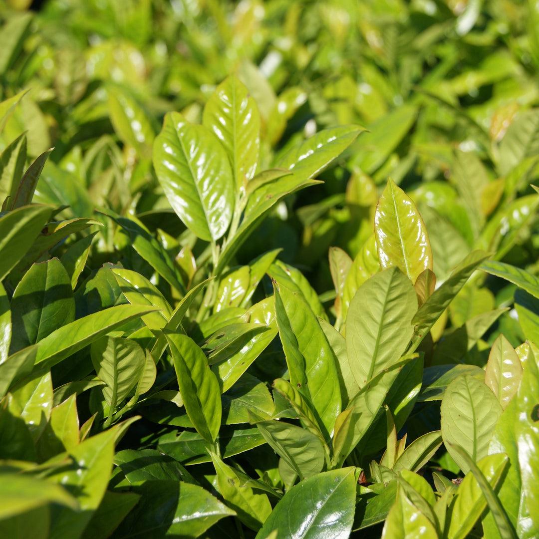 Prunus Laurocerasus 'green Goblet' - View 26 from www redcrocus com