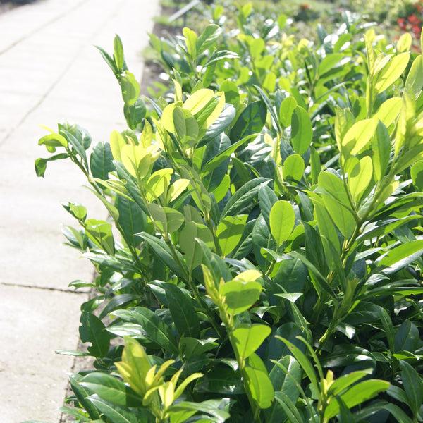 Prunus Laurocerasus 'green Goblet' - View 28 from www redcrocus com