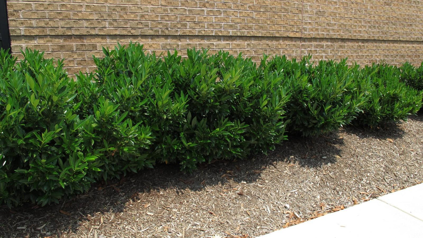 Prunus Laurocerasus 'green Goblet' - View 29 from www redcrocus com