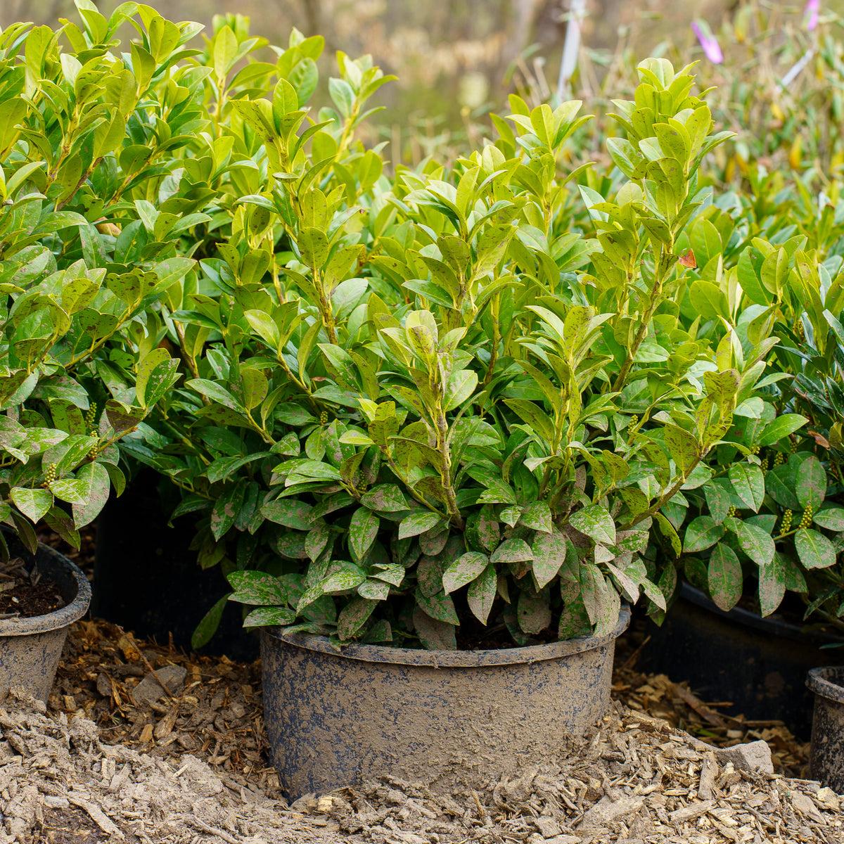 Prunus Laurocerasus 'green Goblet' - View 2 from www redcrocus com