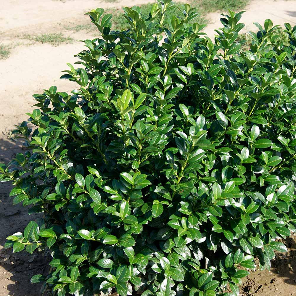 Prunus Laurocerasus 'green Goblet' - View 36 from www redcrocus com