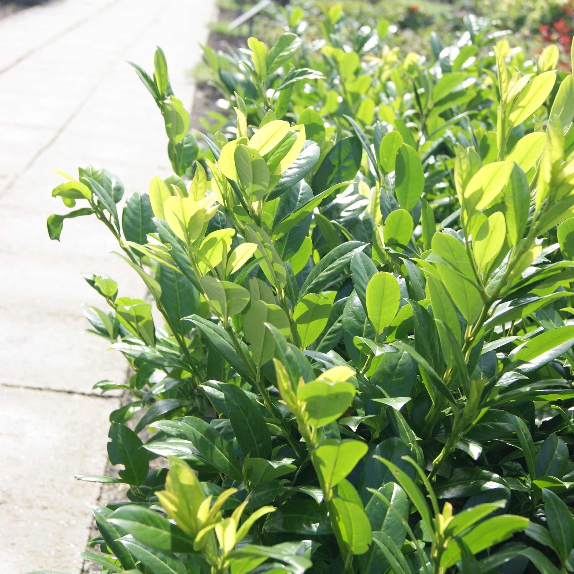 Prunus Laurocerasus 'green Goblet' - View 38 from www redcrocus com