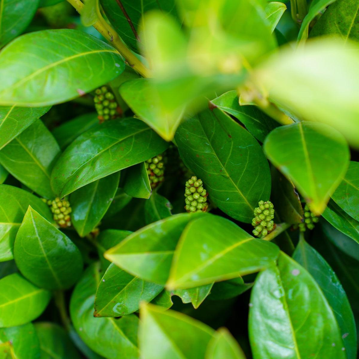 Prunus Laurocerasus 'green Goblet' - View 3 from www redcrocus com