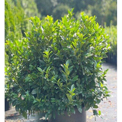 Prunus Laurocerasus 'green Goblet' - View 4 from www redcrocus com
