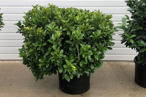 Prunus Laurocerasus 'green Goblet' - View 5 from www redcrocus com