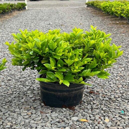 Prunus Laurocerasus 'green Goblet' - View 6 from www redcrocus com