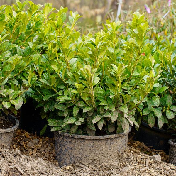 Prunus Laurocerasus 'green Goblet' - View 7 from www redcrocus com