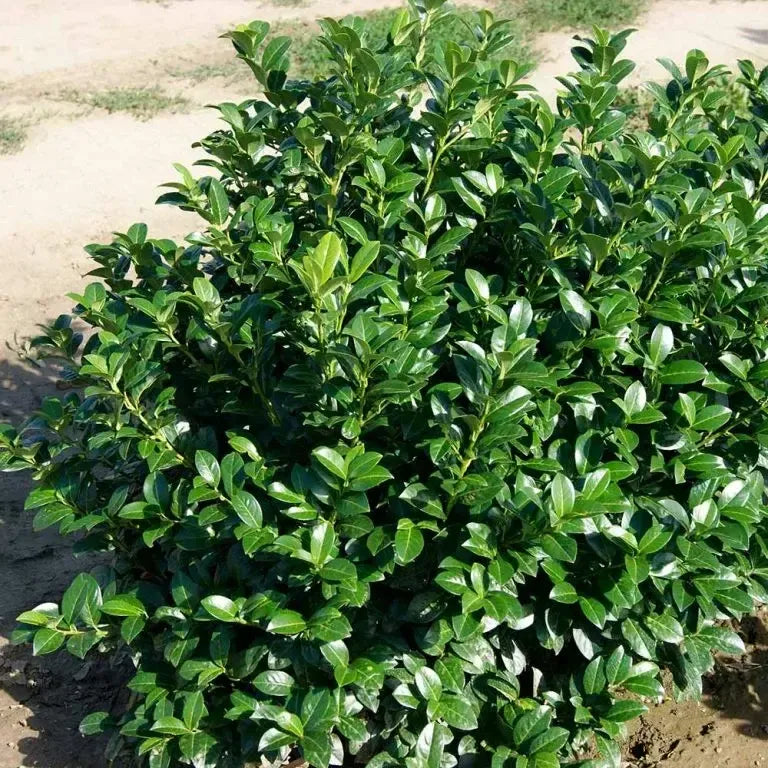 Prunus Laurocerasus 'green Goblet' - View 8 from www redcrocus com