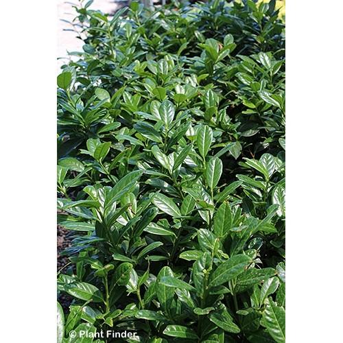 Prunus Laurocerasus 'green Goblet' - View 9 from www redcrocus com