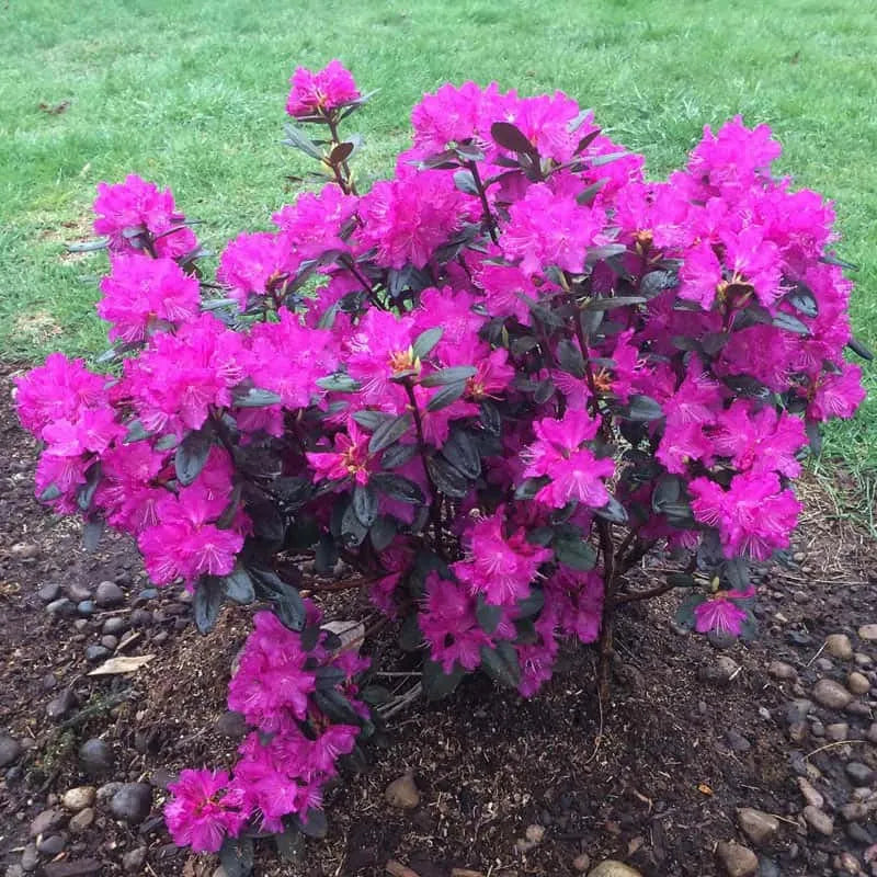 Rhododendron 'pjm Elite' - View 10 from www redcrocus com