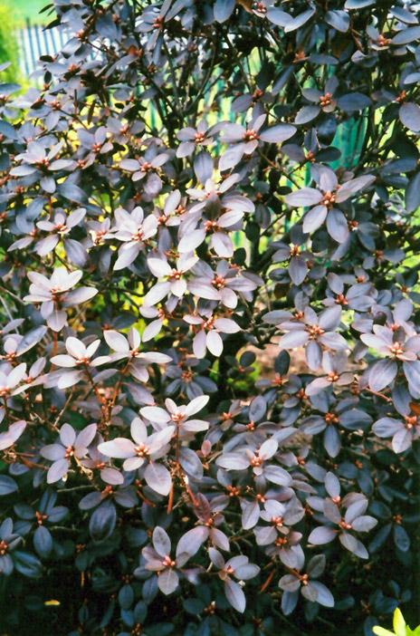 Rhododendron 'pjm Elite' - View 12 from www redcrocus com