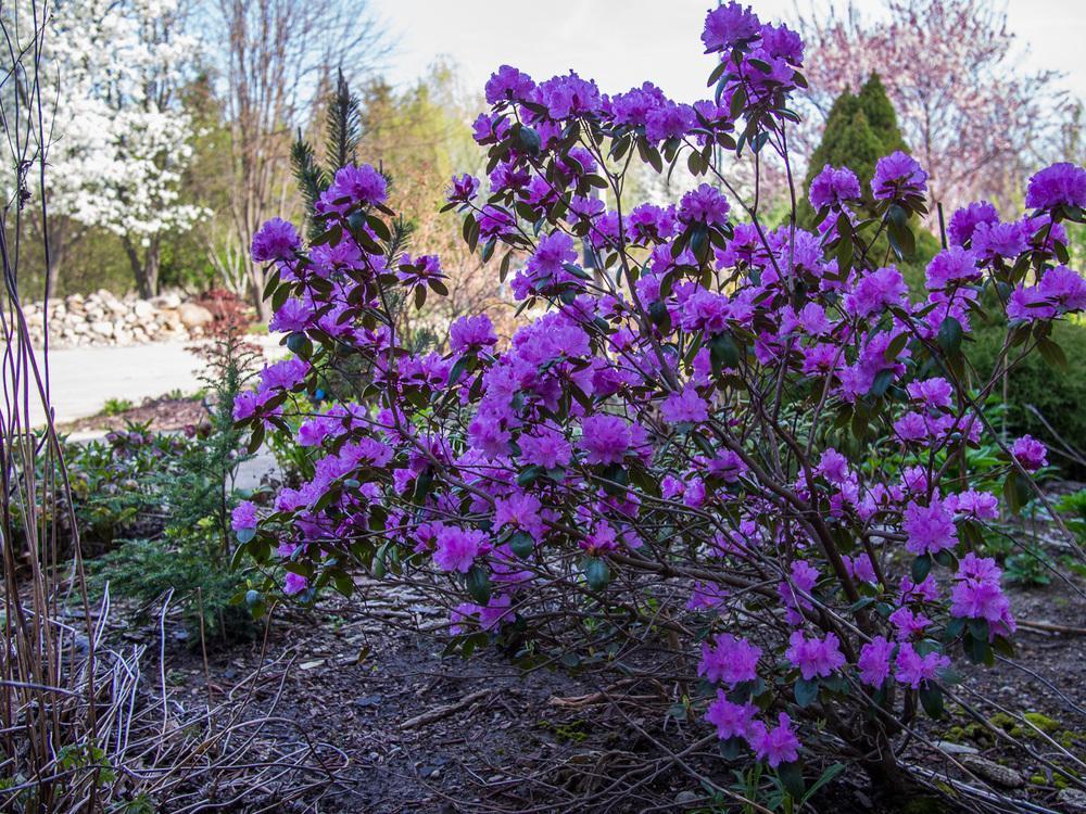 Rhododendron 'pjm Elite' - View 14 from www redcrocus com