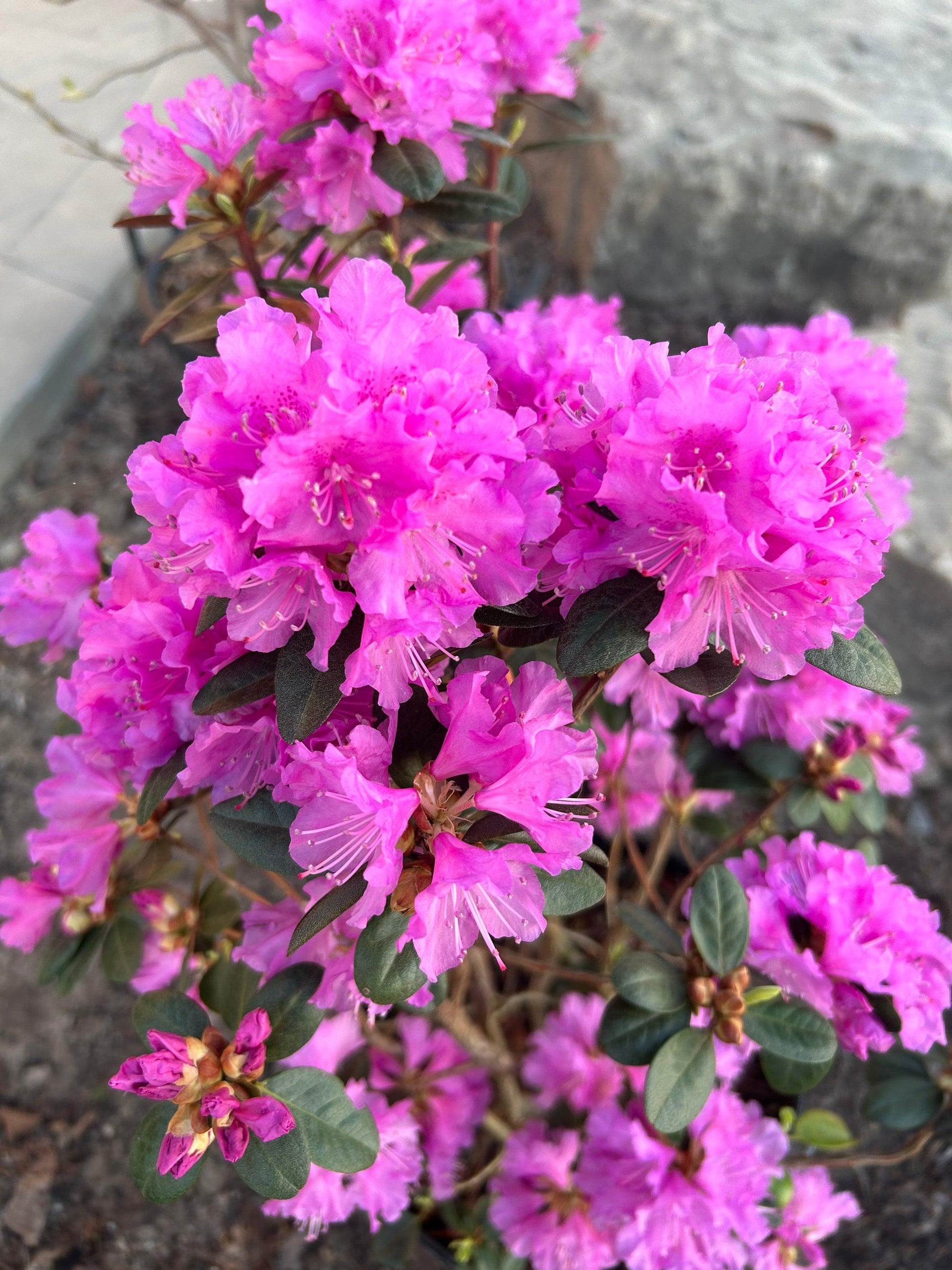 Rhododendron 'pjm Elite' - View 15 from www redcrocus com