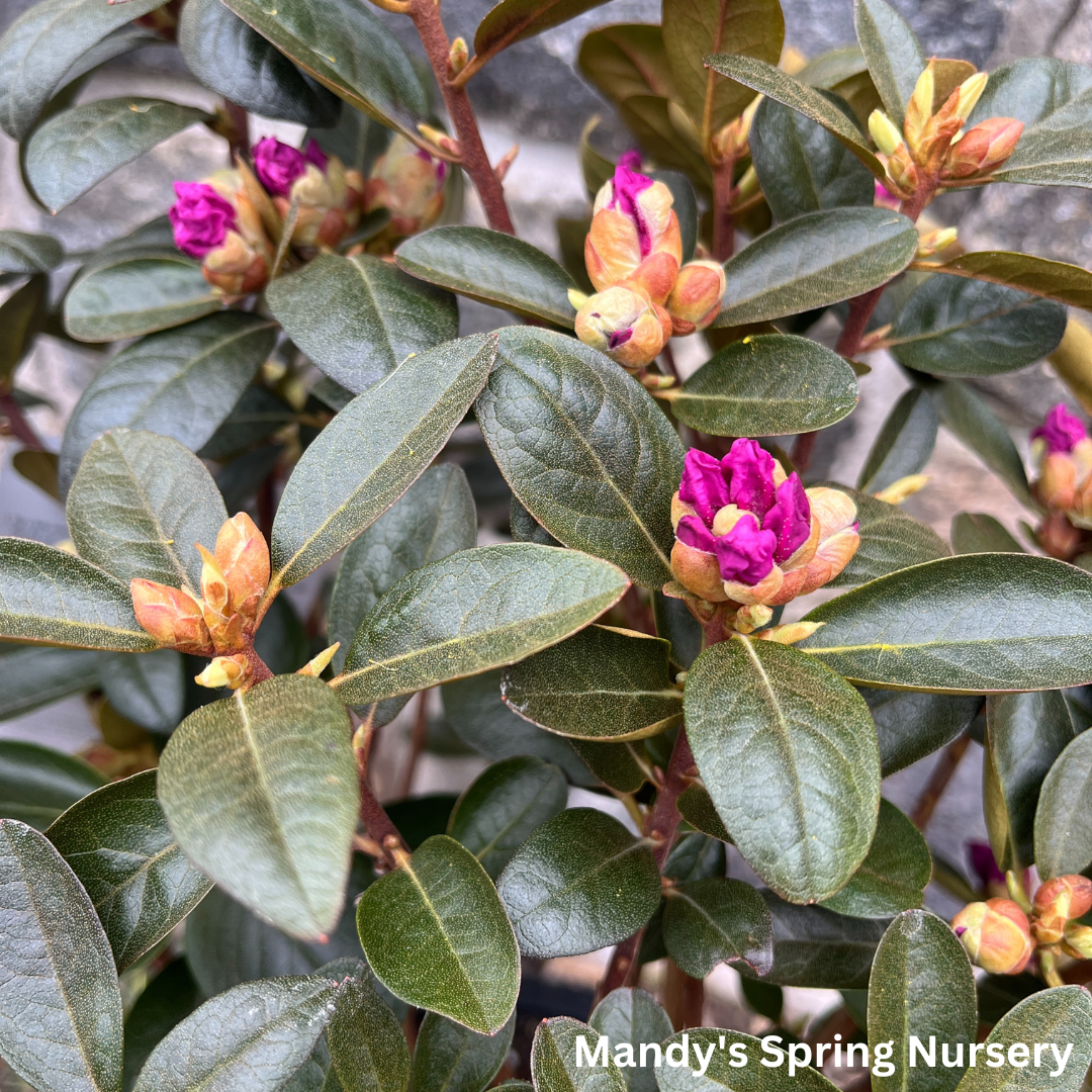 Rhododendron 'pjm Elite' - View 16 from www redcrocus com