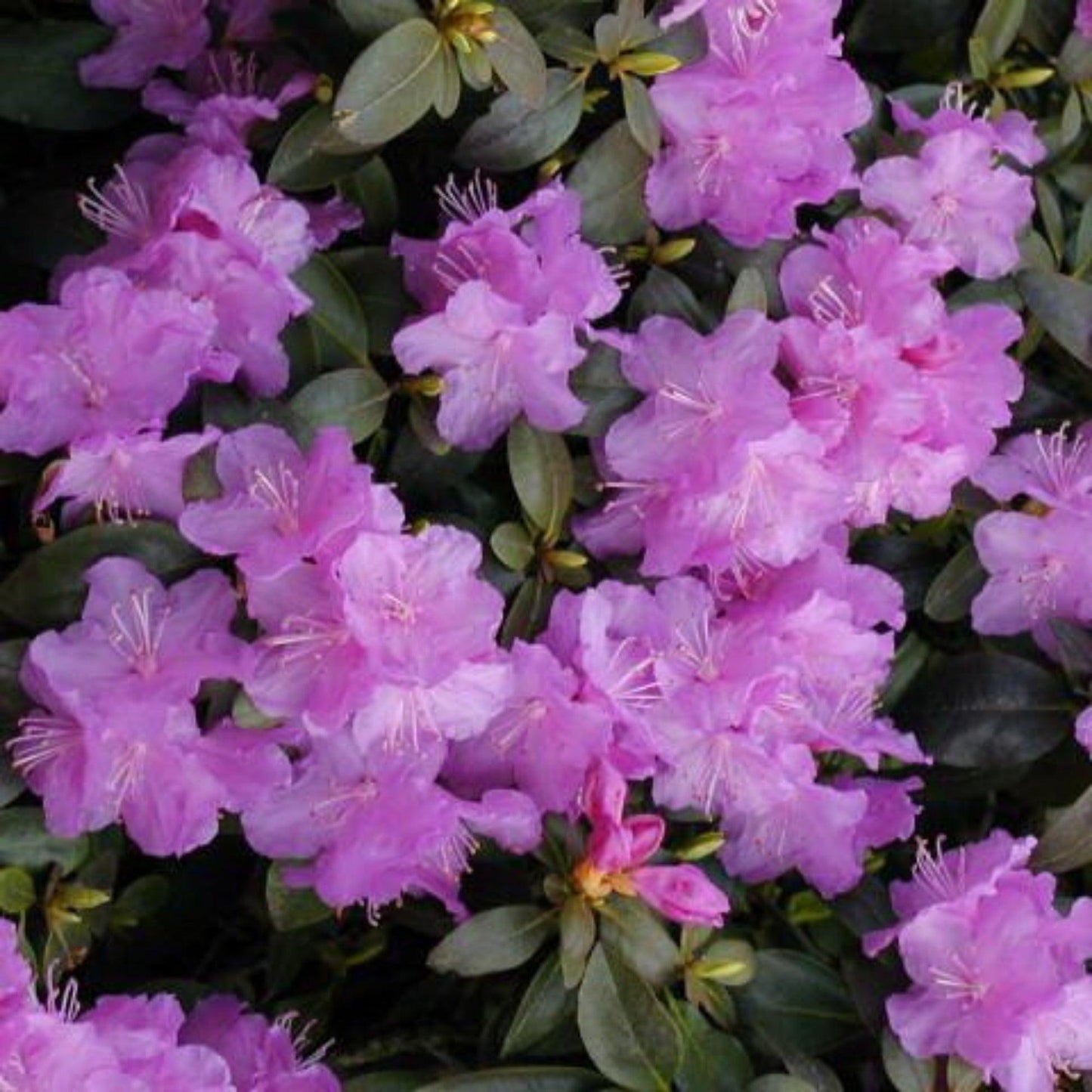 Rhododendron 'pjm Elite' - View 18 from www redcrocus com