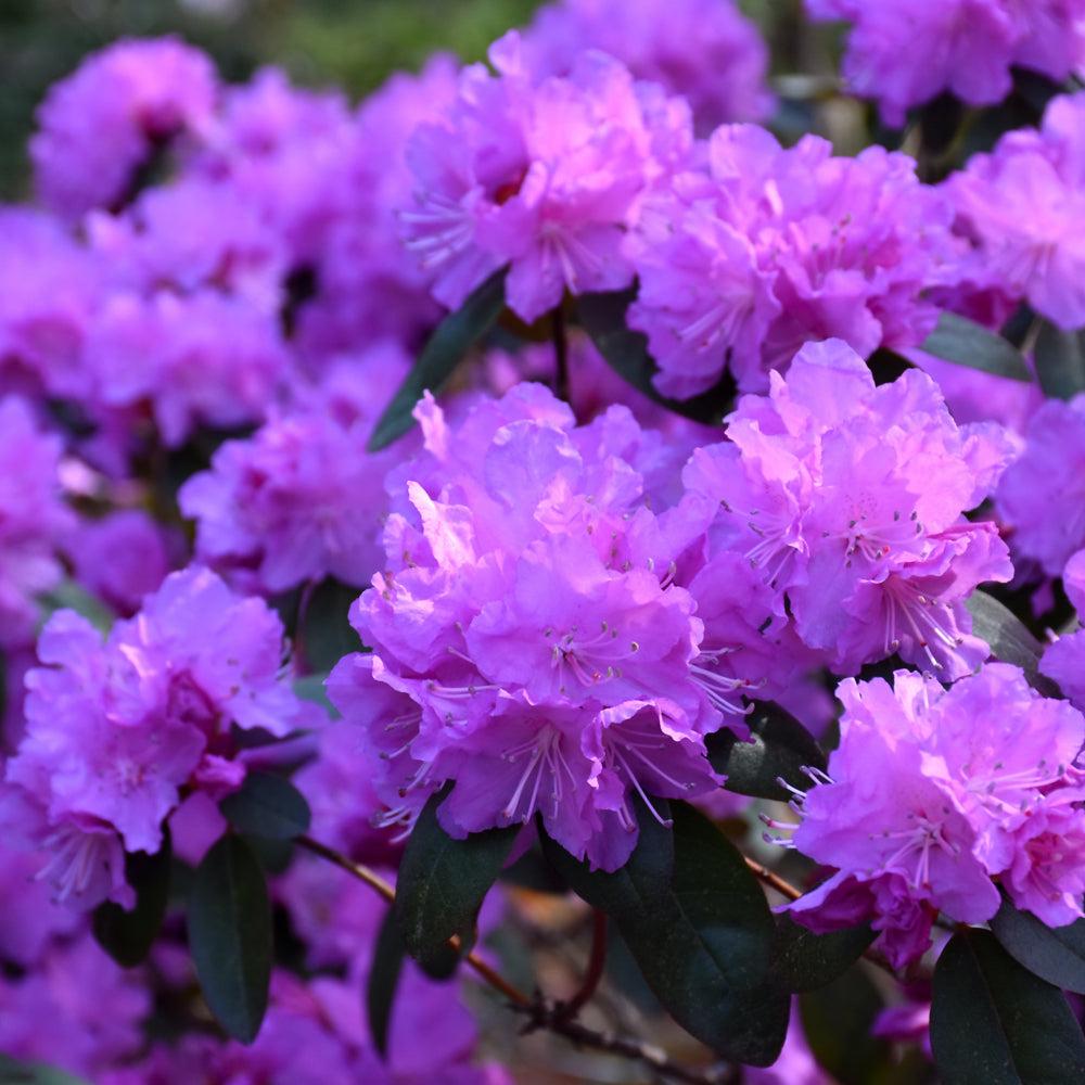 Rhododendron 'pjm Elite' - View 19 from www redcrocus com