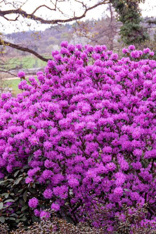 Rhododendron 'pjm Elite' - View 1 from www redcrocus com