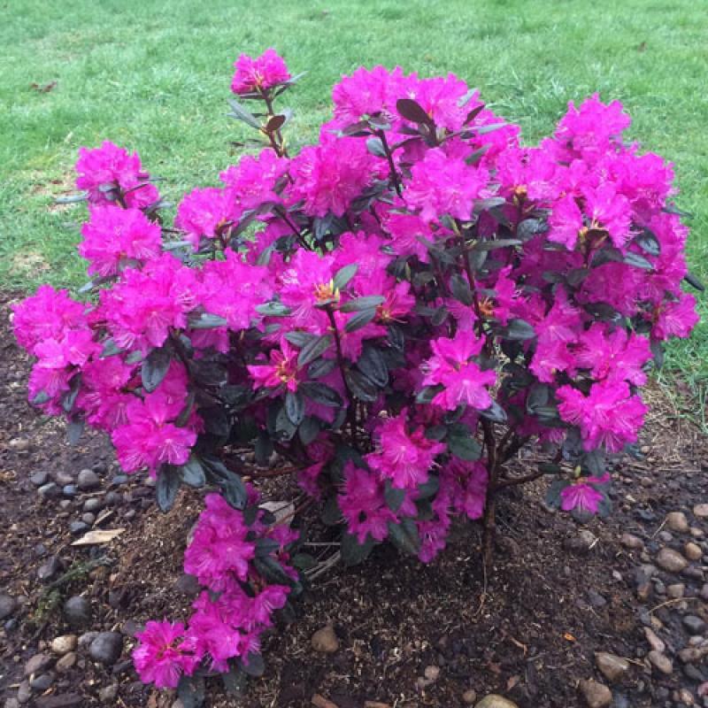 Rhododendron 'pjm Elite' - View 20 from www redcrocus com