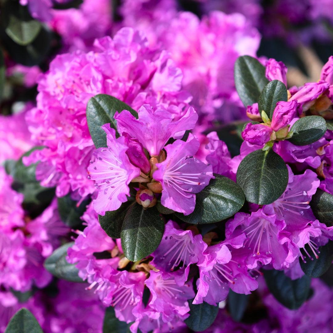 Rhododendron 'pjm Elite' - View 21 from www redcrocus com