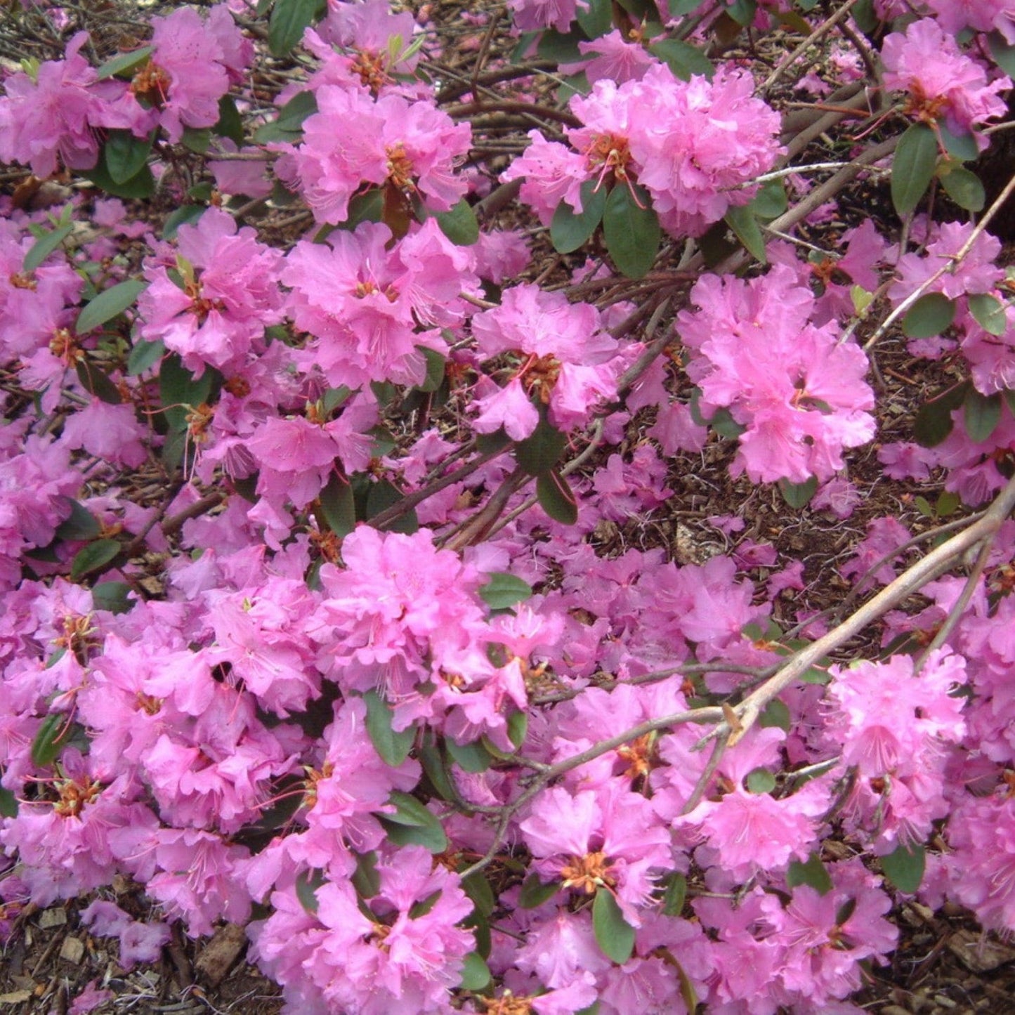 Rhododendron 'pjm Elite' - View 22 from www redcrocus com