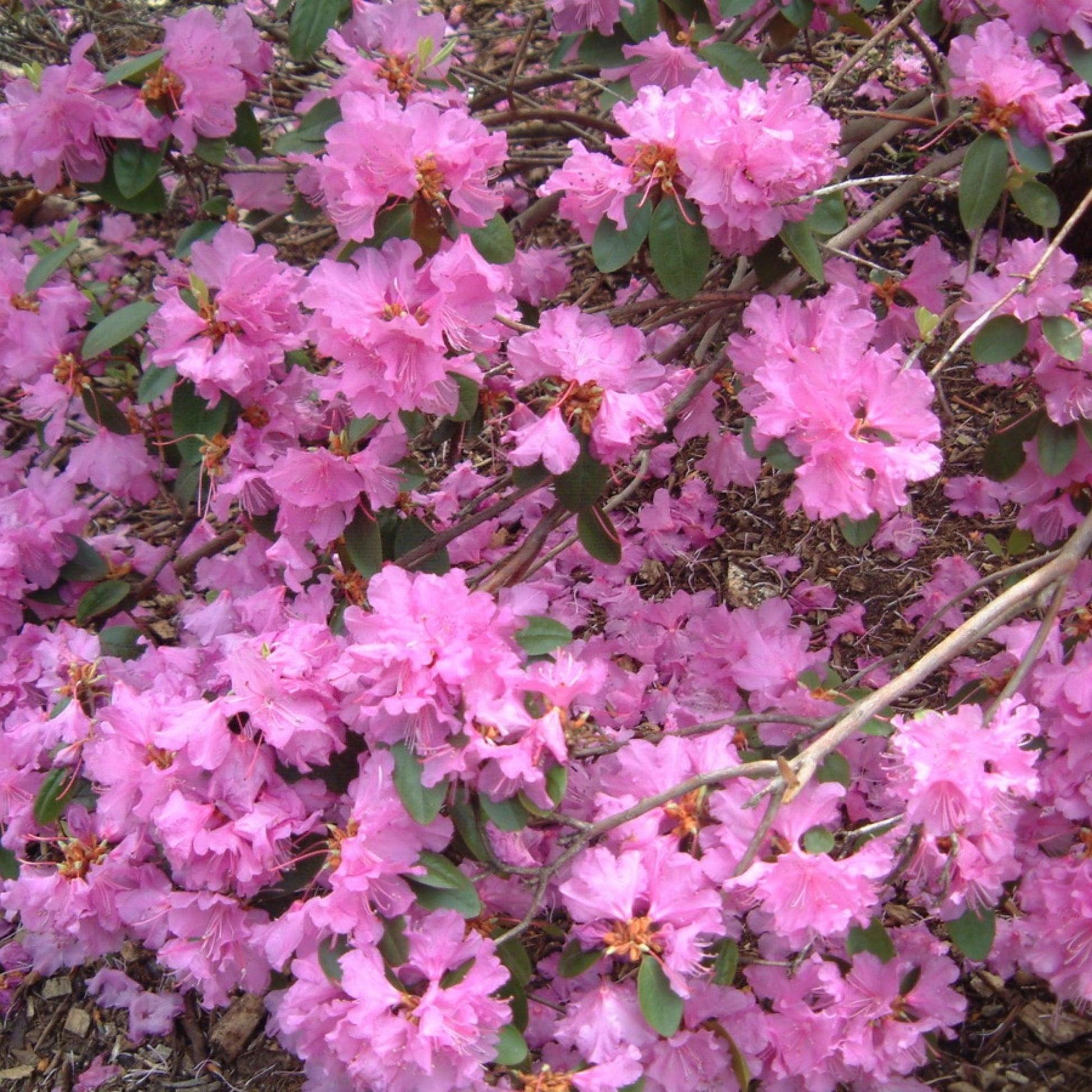 Rhododendron 'pjm Elite' - View 22 from www redcrocus com