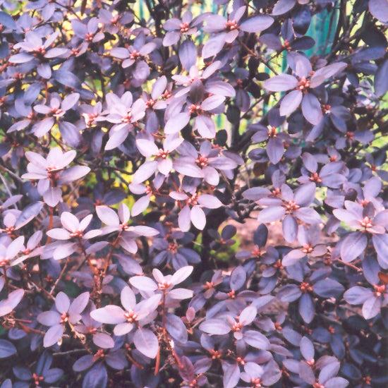 Rhododendron 'pjm Elite' - View 23 from www redcrocus com