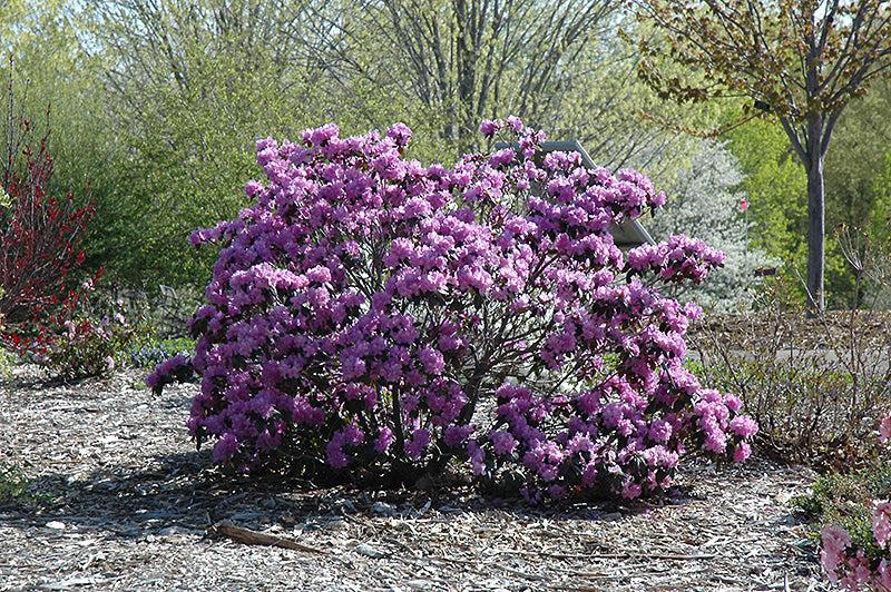 Rhododendron 'pjm Elite' - View 24 from www redcrocus com