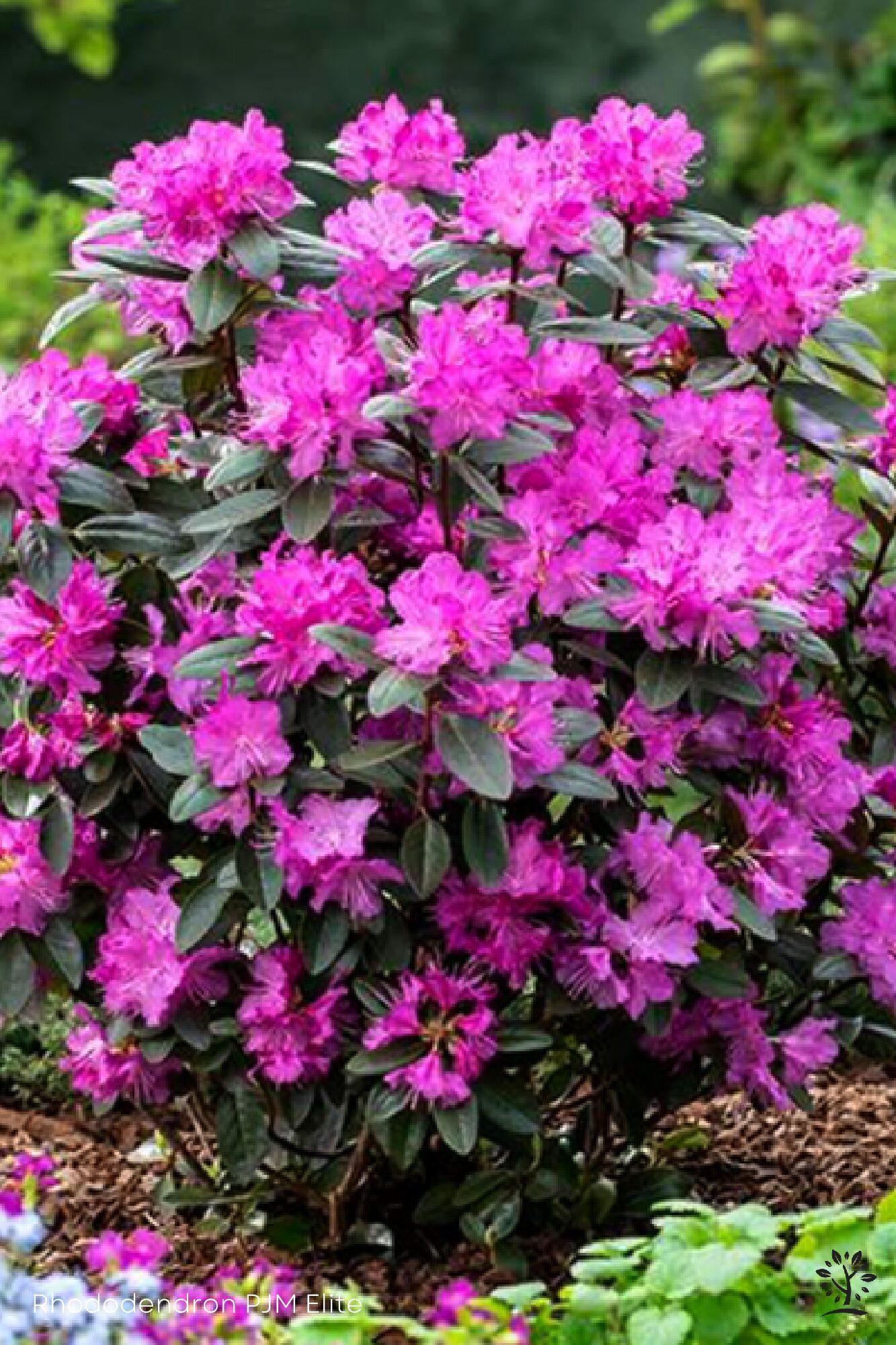 Rhododendron 'pjm Elite' - View 25 from www redcrocus com