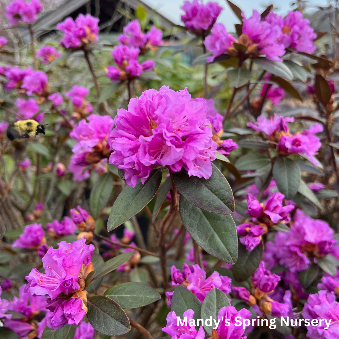 Rhododendron 'pjm Elite' - View 27 from www redcrocus com
