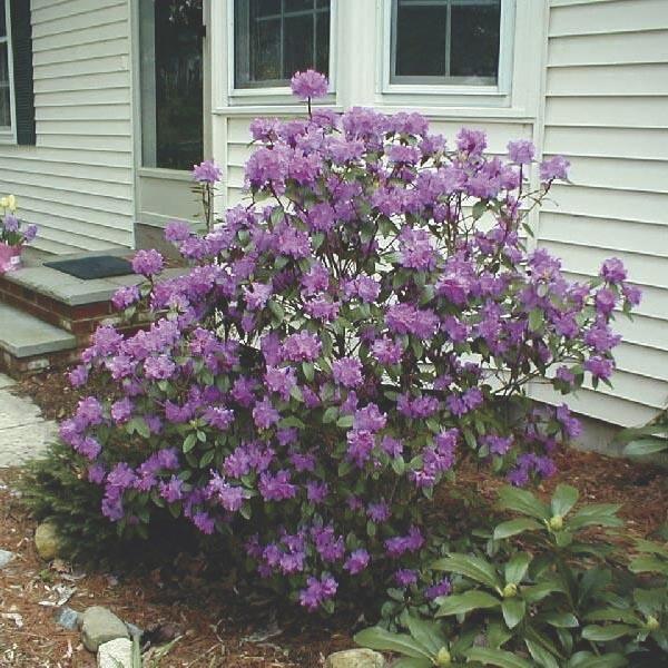 Rhododendron 'pjm Elite' - View 27 from www redcrocus com