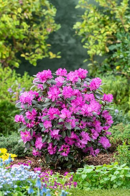 Rhododendron 'pjm Elite' - View 29 from www redcrocus com