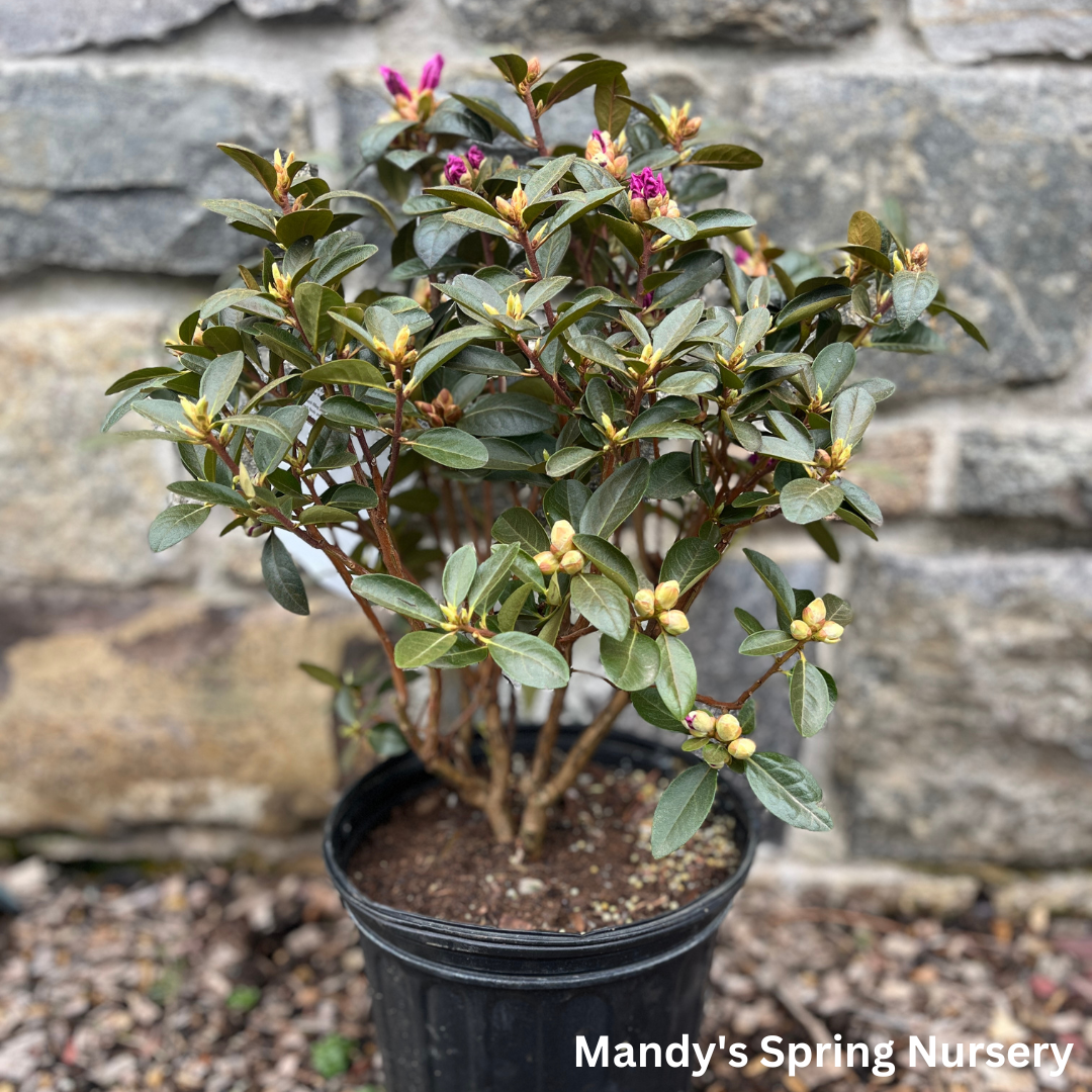 Rhododendron 'pjm Elite' - View 29 from www redcrocus com