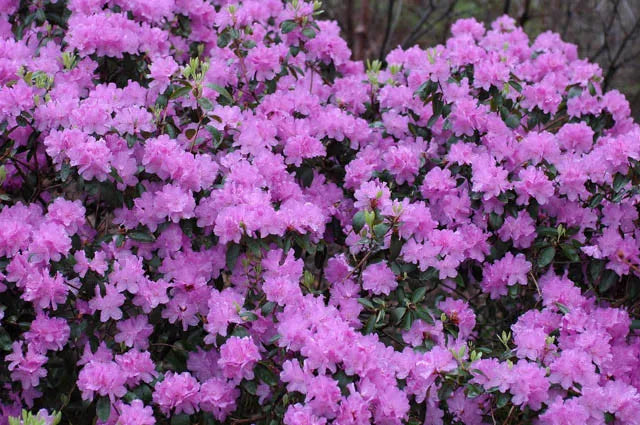 Rhododendron 'pjm Elite' - View 2 from www redcrocus com