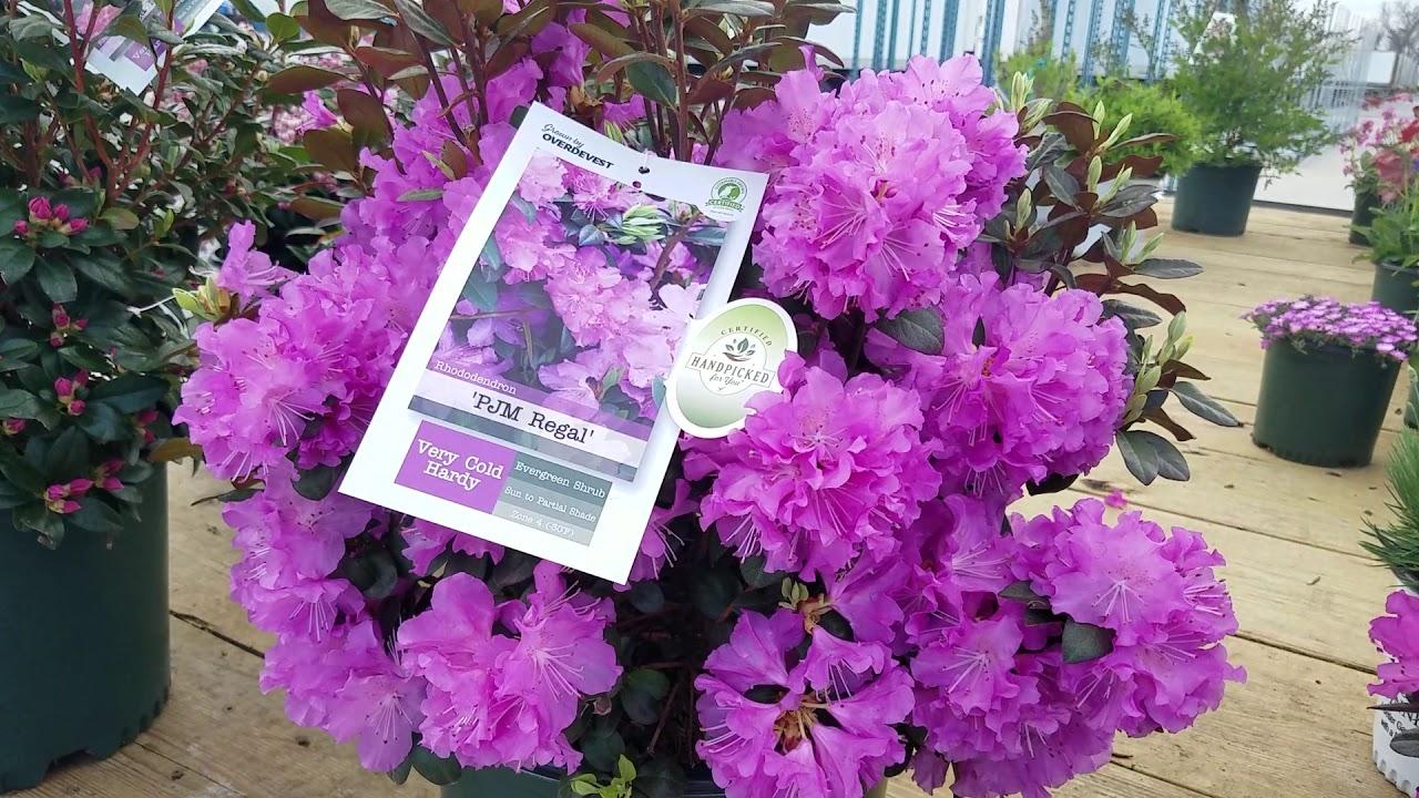 Rhododendron 'pjm Elite' - View 32 from www redcrocus com