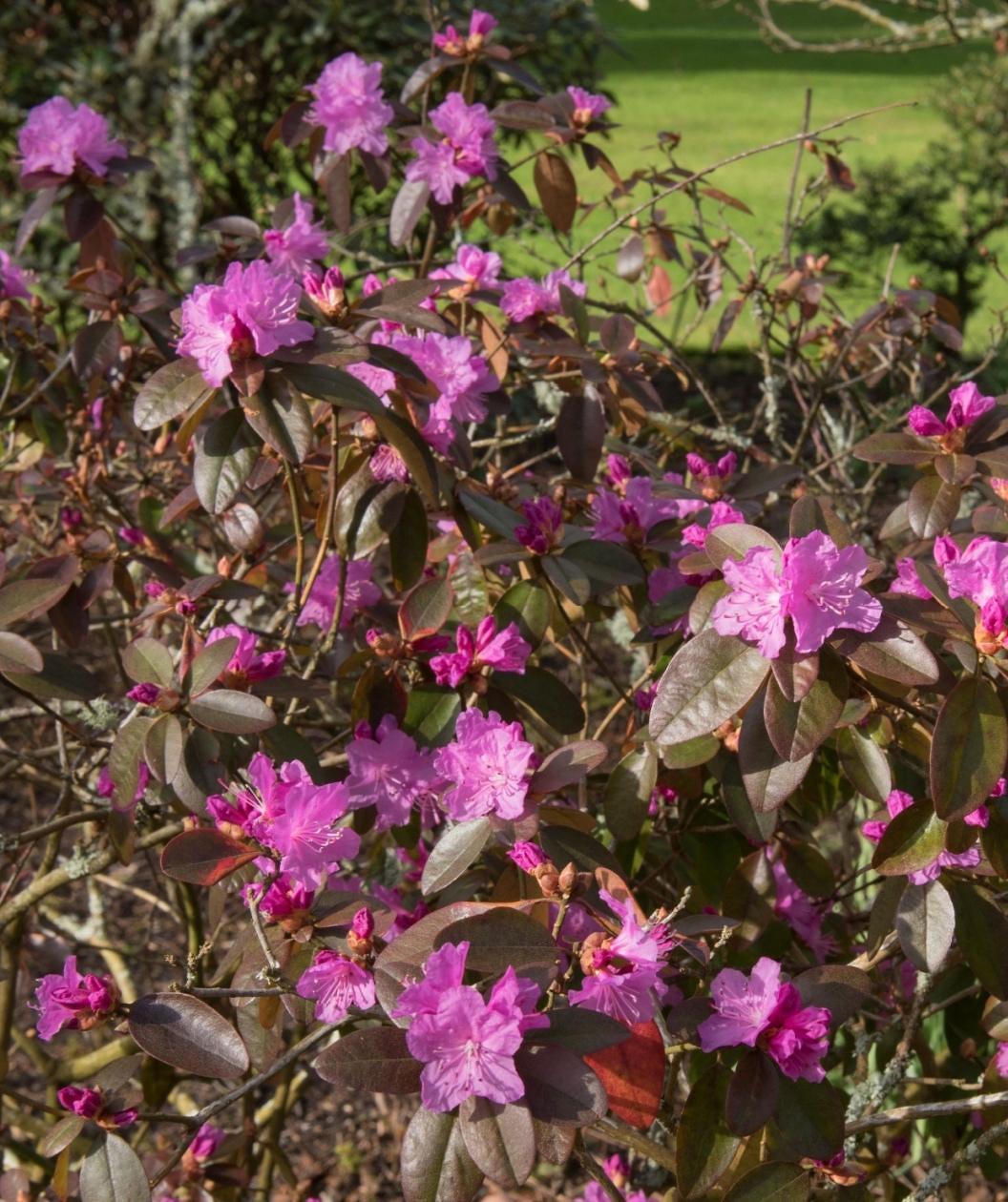 Rhododendron 'pjm Elite' - View 33 from www redcrocus com