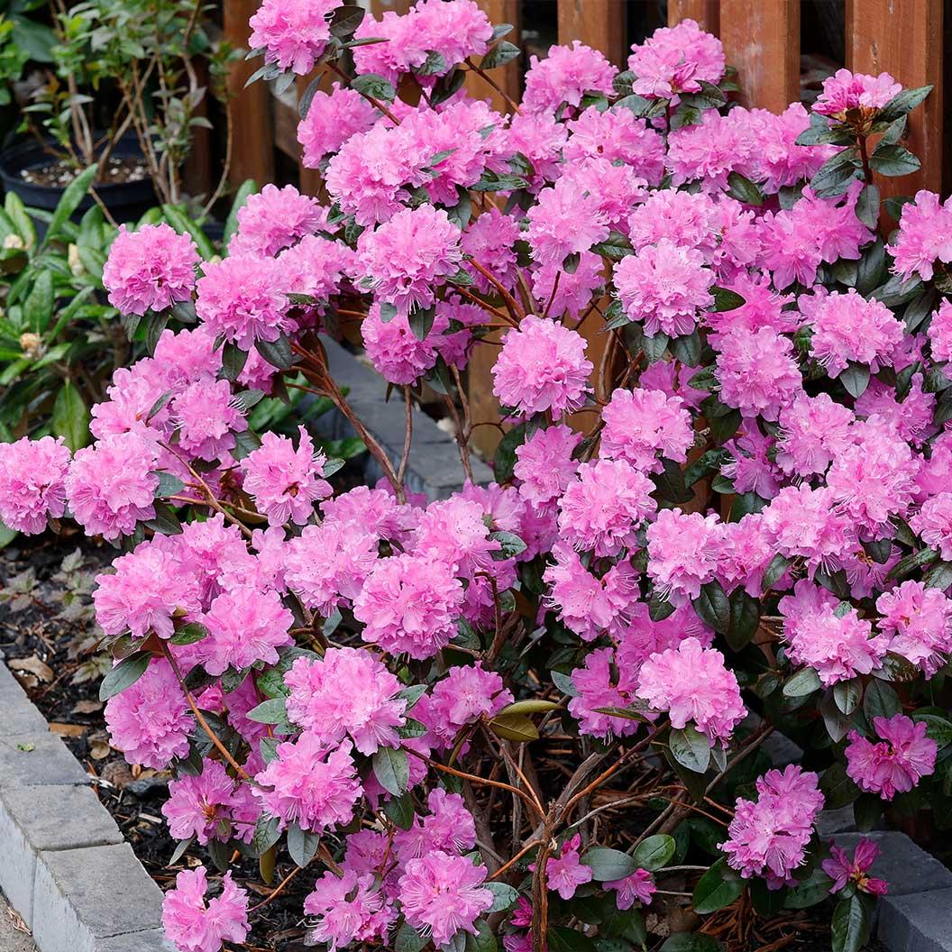 Rhododendron 'pjm Elite' - View 34 from www redcrocus com