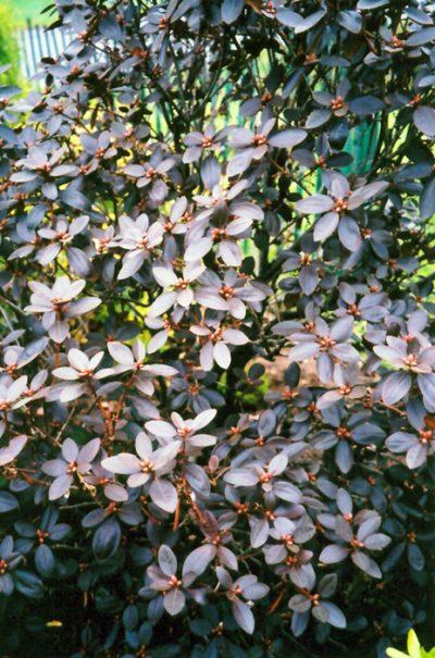 Rhododendron 'pjm Elite' - View 35 from www redcrocus com