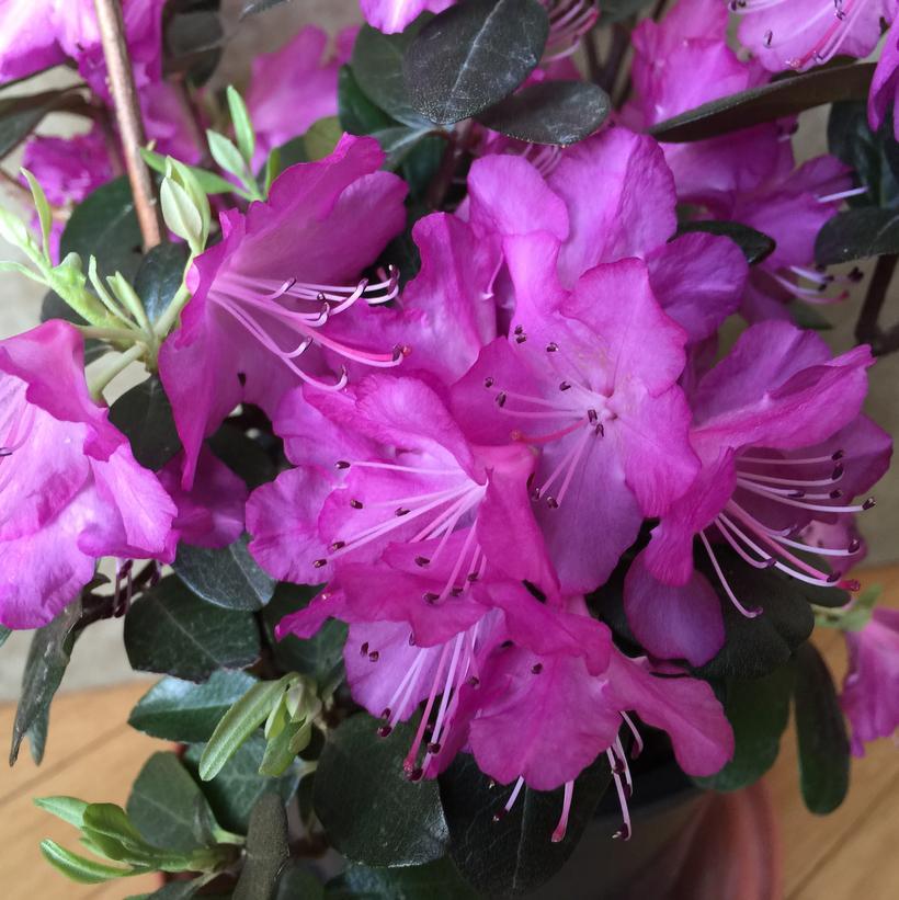 Rhododendron 'pjm Elite' - View 36 from www redcrocus com