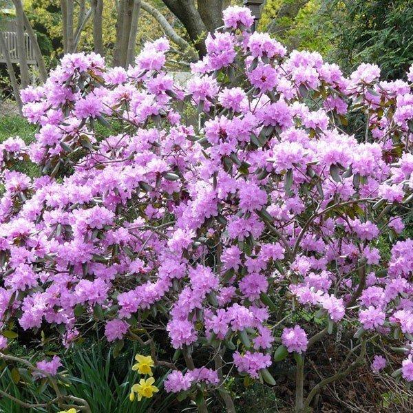 Rhododendron 'pjm Elite' - View 38 from www redcrocus com