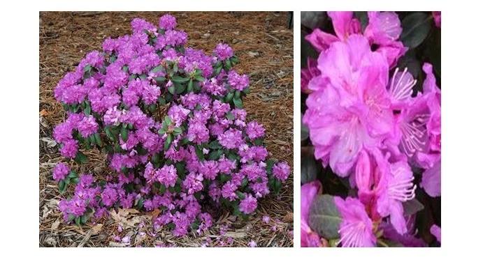 Rhododendron 'pjm Elite' - View 39 from www redcrocus com