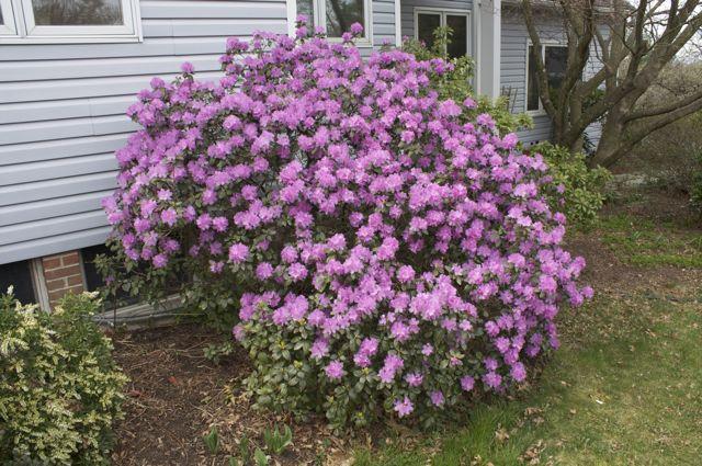 Rhododendron 'pjm Elite' - View 4 from www redcrocus com