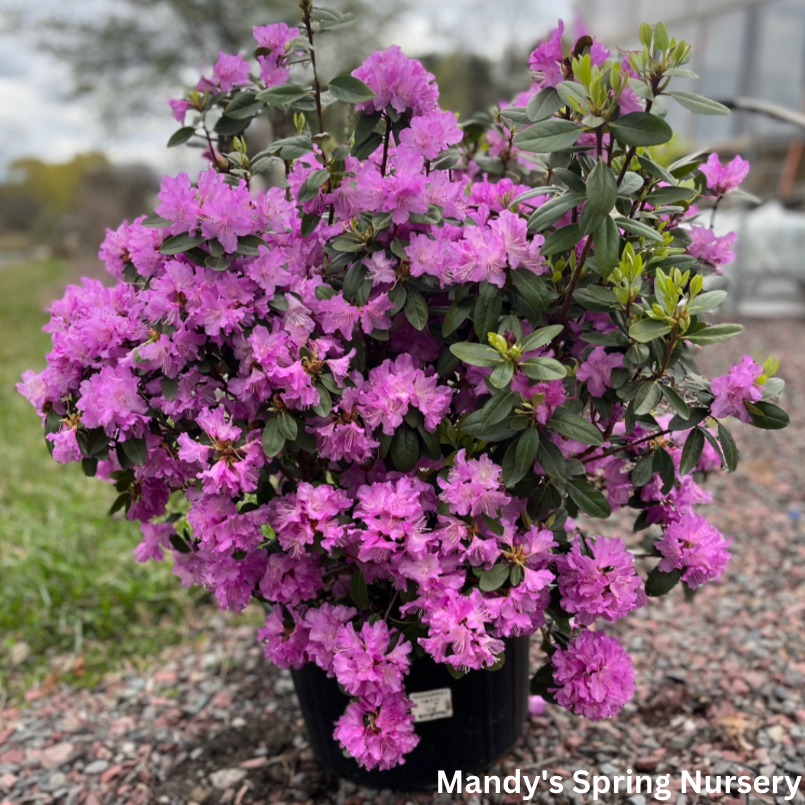 Rhododendron 'pjm Elite' - View 6 from www redcrocus com