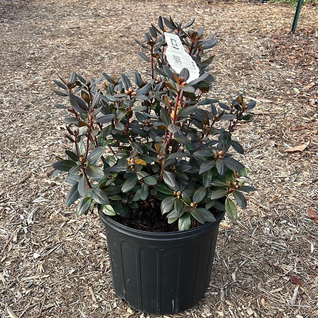Rhododendron 'pjm Elite' - View 8 from www redcrocus com
