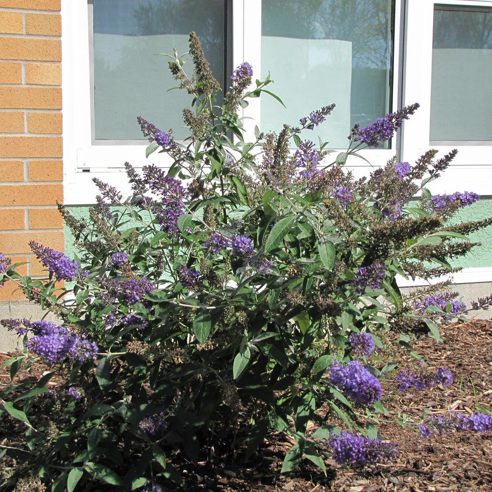 Buddleia Davidii 'nanho Blue' - View 10 from www redcrocus com