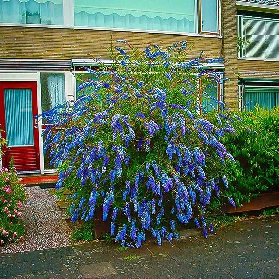Buddleia Davidii 'nanho Blue' - View 11 from www redcrocus com