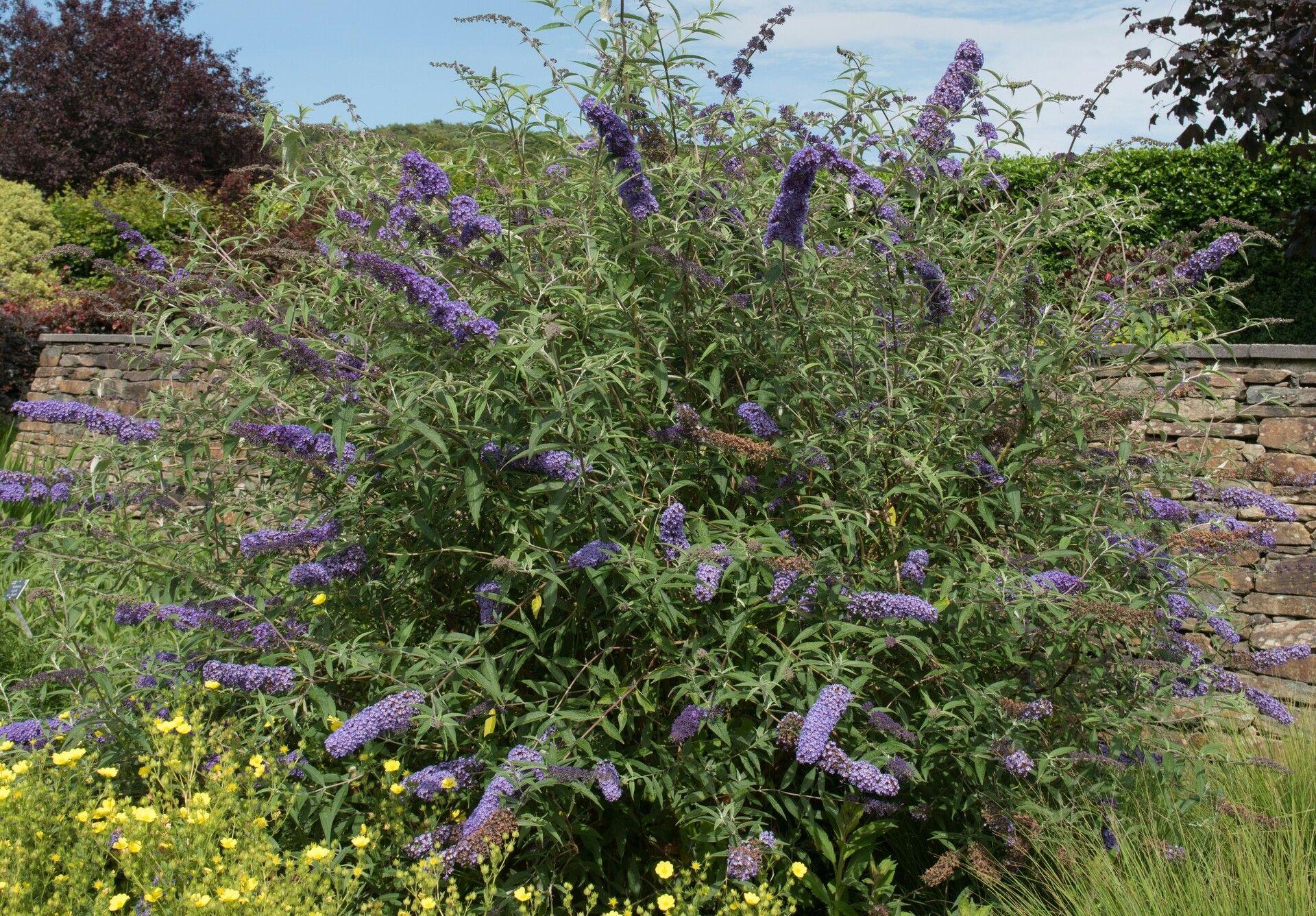 Buddleia Davidii 'nanho Blue' - View 12 from www redcrocus com