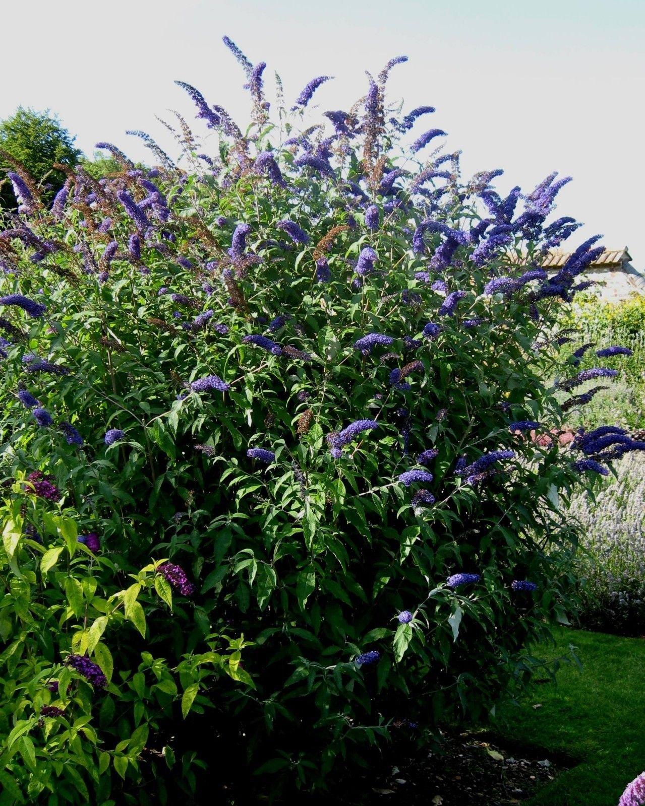 Buddleia Davidii 'nanho Blue' - View 14 from www redcrocus com