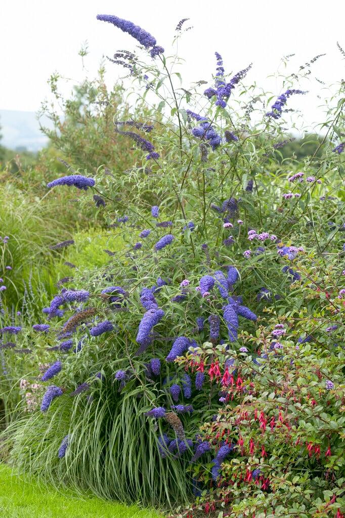 Buddleia Davidii 'nanho Blue' - View 15 from www redcrocus com
