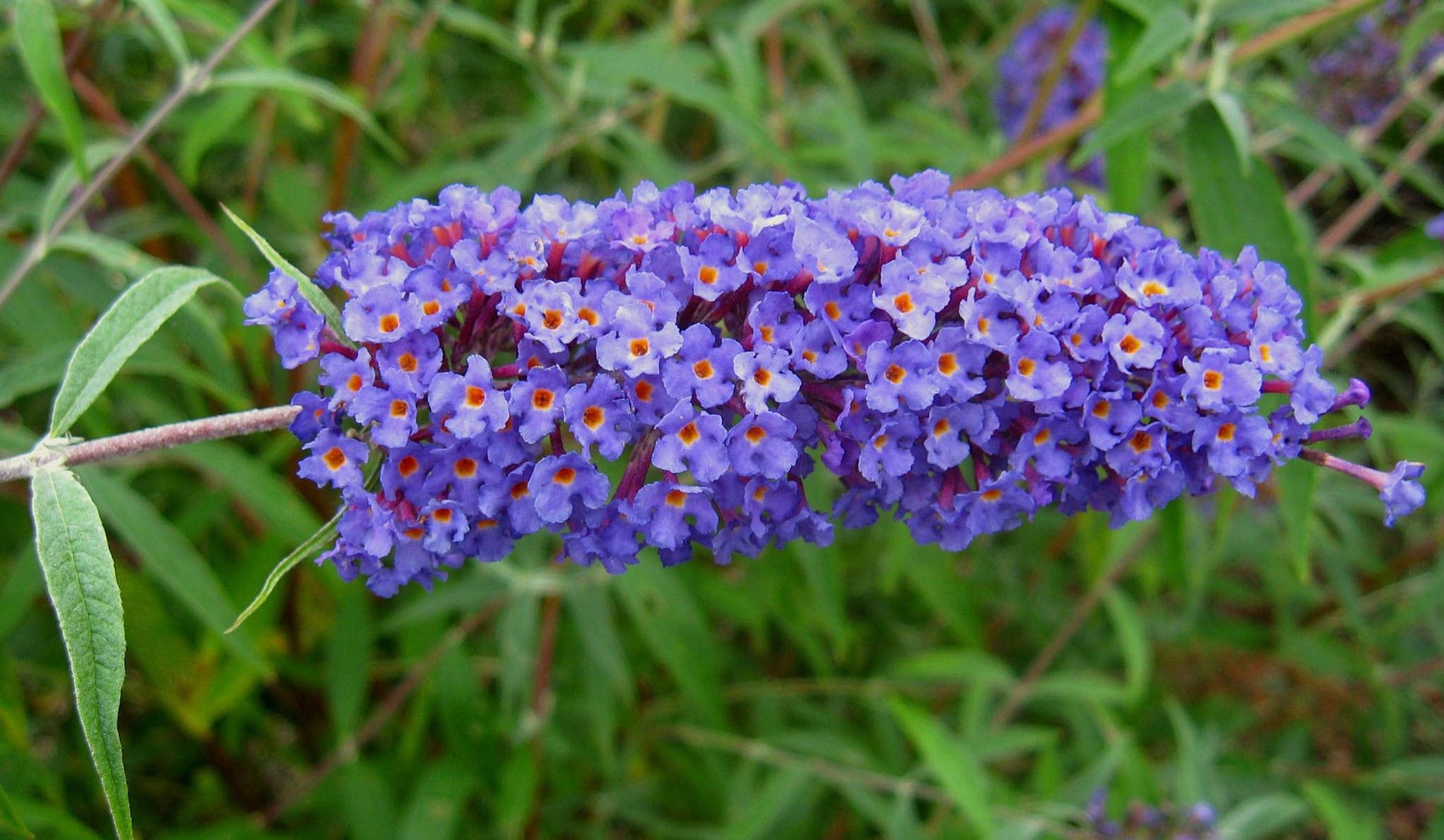 Buddleia Davidii 'nanho Blue' - View 16 from www redcrocus com