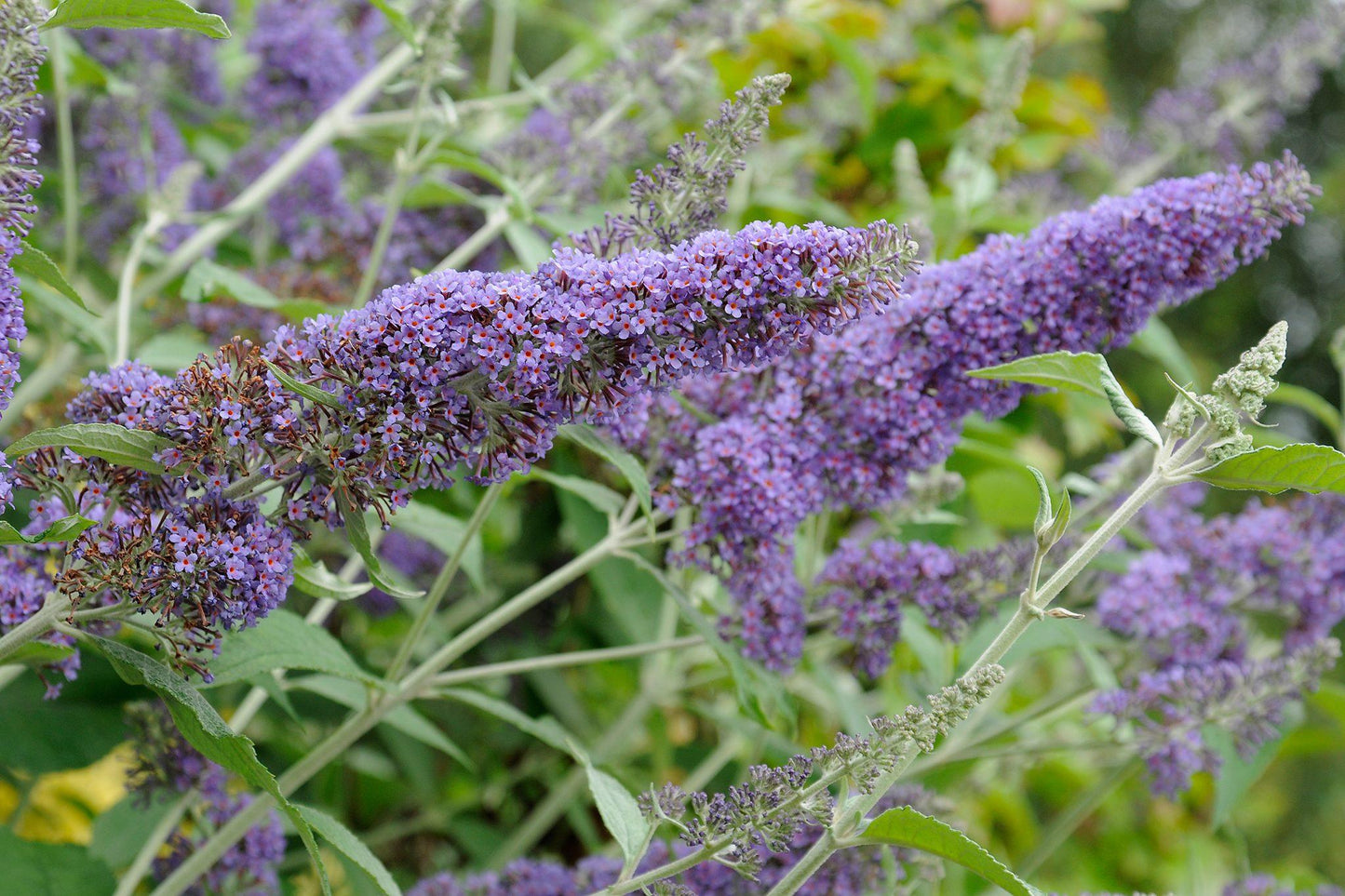 Buddleia Davidii 'nanho Blue' - View 17 from www redcrocus com